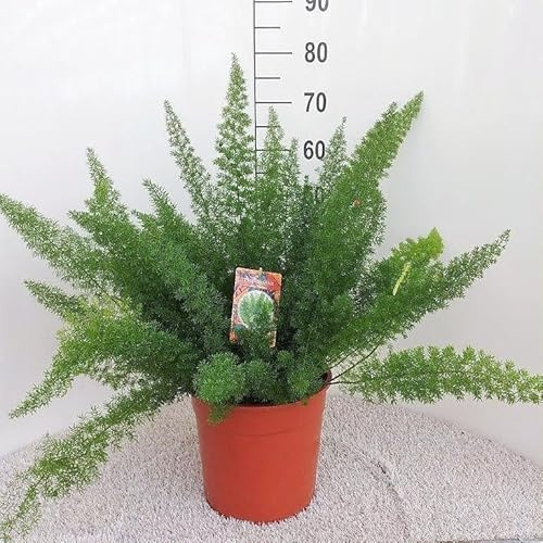 Asperges D Meyers - 50-60cm - Ø27cm - Plante d'intérieur - Vert persistant