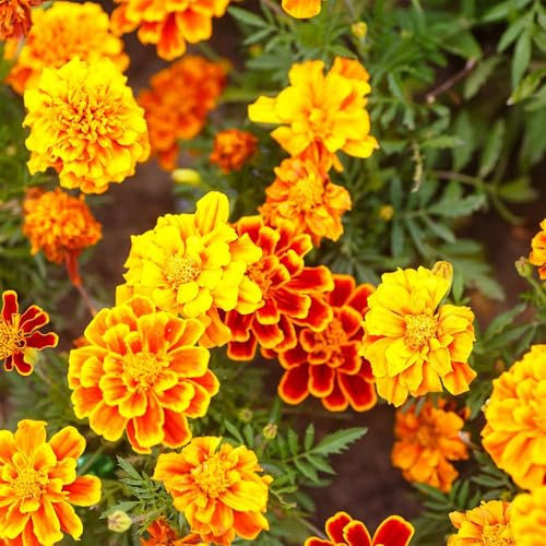 Bonanza Series French Marigold Mix 100 Seeds – Coated | Tagetes patula | Compact 8–12 Plants with 2 Blooms | Heat & Drought Tolerant | Annual Flower for Beds, Borders & Container