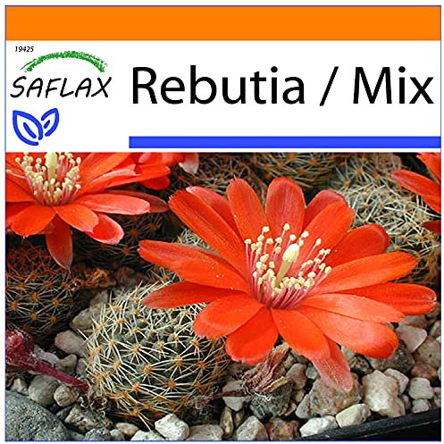 SAFLAX - Jardin dans le sac - Cactus nain argentin - 40 graines - Rebutia/Mix