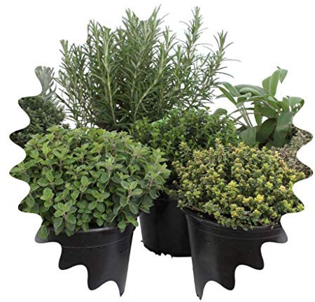 Pacchetto di erbe italiane con 5 erbe/origano, basilico, prezzemolo, timo, maggiorana / 250 semi/Ideale per il davanzale/il proprio orto/vasi per erbe