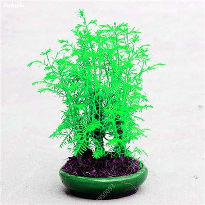 Kalash New 100 pcs Mini Dawn Redwood Tree Seeds for Gardening Green