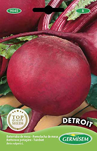 Germisem Detroit Semi di Barbabietola 5 g