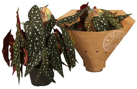 Begonia Maculata Natural Planta de Interior Fácil de Mantener