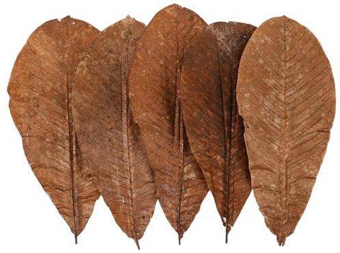 COLLBATH 20 Piezas Esterilla Para Sushi De Secas Para Sushi Japonés Decoración De Plato Para Sashimi Para Adornos De Comida Japonesa y