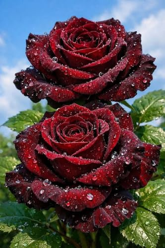 Cosecha de Rosa Rara - Arbusto de rosa perenne resistente - De fragancia intensa - Ideal para macetas y plantación en suelo-1 root-C