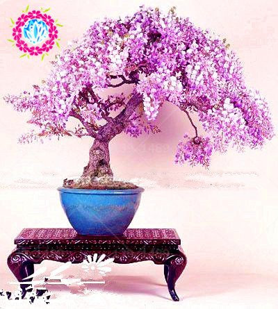 bonsai Wisteria sinensis albero 100% veri 10 pz