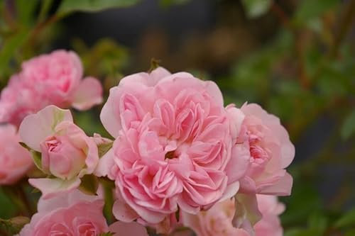 Bodendeckerrose The Fairy® - Rosa The Fairy® - Polyantha-Rose - Bentall Rose