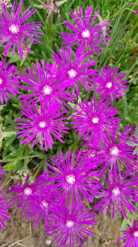 Delosperma cooperi 'Canton Loup' / Pourpier vivace/Conteneur de 1 à 1.9 litres/Succulente