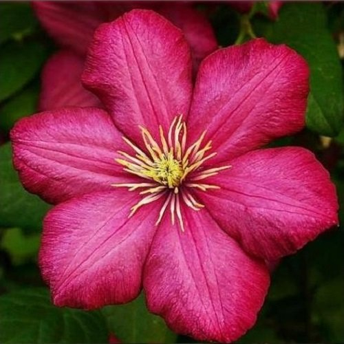Clematis Ville de Lyon - 1,5 Liter Topf - Mehrjährig rot blühende Kletterpflanze & Winterhart | ClematisOnline