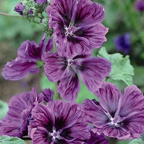 Malva sylvestris Seeds 'Mystic Merlin' Mallow Hardy Perennial Summer Flowering Garden Plants Easy to Grow Your Own Ideal for Cottage Gardens 1 Packet of 40 Seeds by Thompson and Morgan