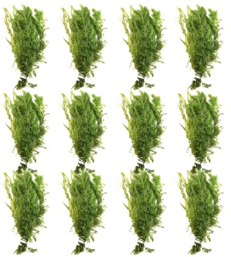 Mainam Hornwort Ceratophyllum Demersum Tropical Freshwater Live Aquarium Plant Decorations (12 Pack)