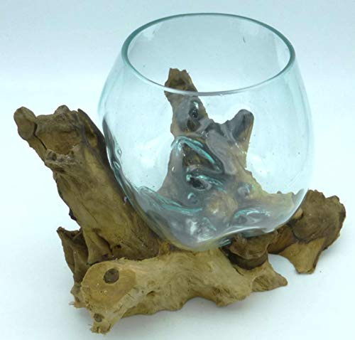 Vase ou Petit Aquarium en Verre soufllé sur Racine de Bois, Hauteur Variable, Chaque pièce est Unique (Hauteur Environ 20cm). Envoi aléatoire. Vendeur Francais.