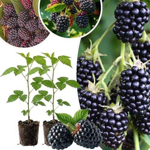 Set 2 BlackBerry Plants Live, BlackBerry Bush Live Plant for Planting, Thornless Blackberries Tree for Outdoor, 5 to 8 Inch Tall (Triple Crown BlackBerry)