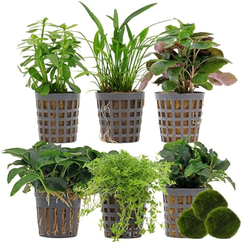 Aquasabi Aquariumpflanzenset 30 L Grün Einfach Nr.01-6 Aquarium Pflanzen + 3 Mooskugeln - Lobelia Anubias Cryptocoryne Bucephalandra Bacopa Hemianthus