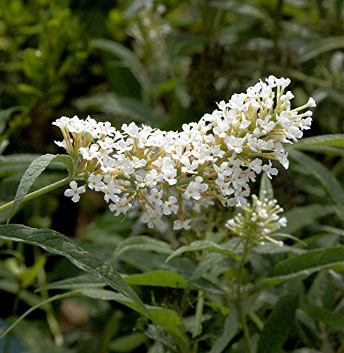 Sommerflieder Miss Pearl® 40-60cm - Buddleja