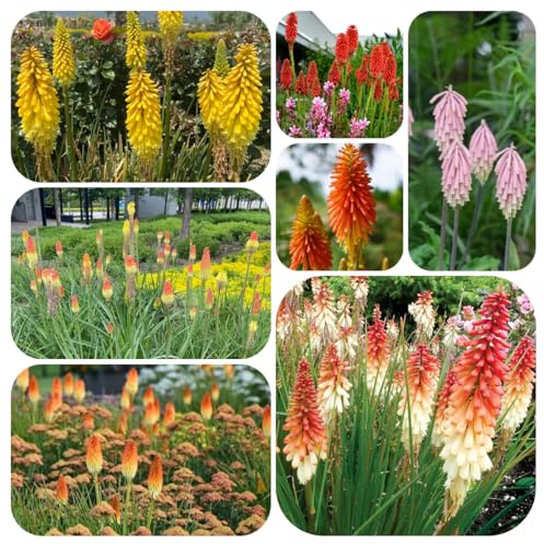 semi perenni di giglio torcia - interno resistenti, balcone giardino 120pcs