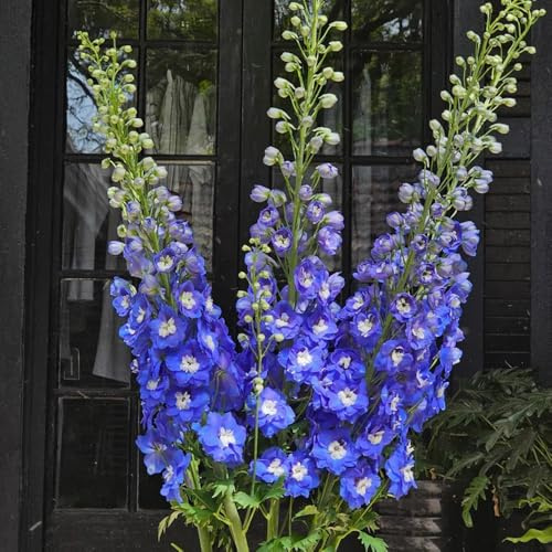 Semi di delphinium, per luoghi soleggiati Consolida ajacis, rare esotici resistenti 650pcs