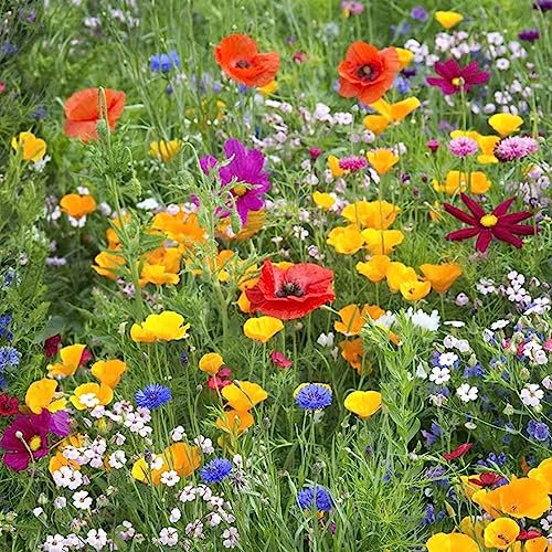 Welldales Wild Flower Cottage Garden Seeds 2 gram No Grass Meadow Mix Throw Grow