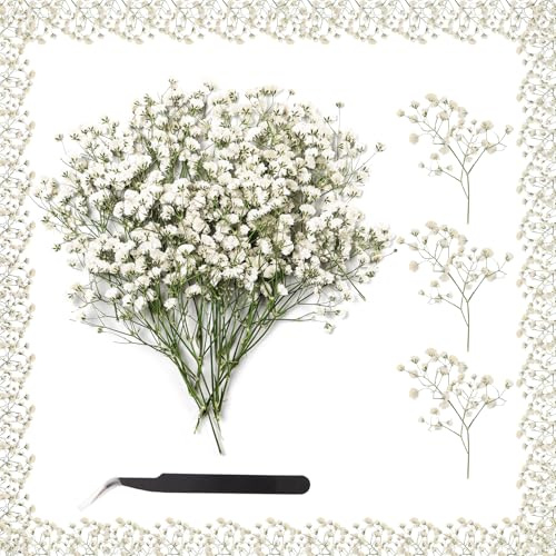 XIATIAN 100 Stück Trockenblumen, Getrocknete Blumen Schleierkraut Getrocknet, Kleine Schleierkrautblume Weiß Echte Natur für DIY Kerze Harz Schmuck Kunst Basteln