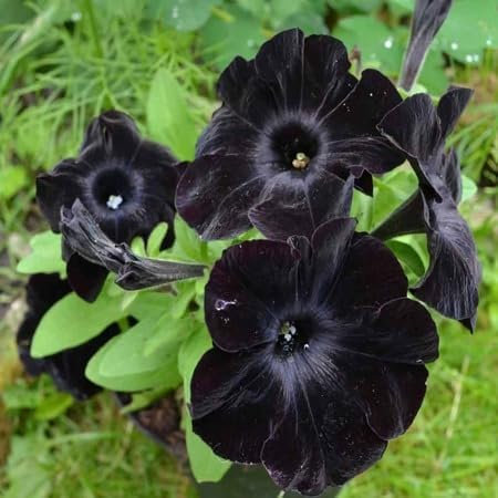 100pcs Fresh Black Petunia Flower Seeds