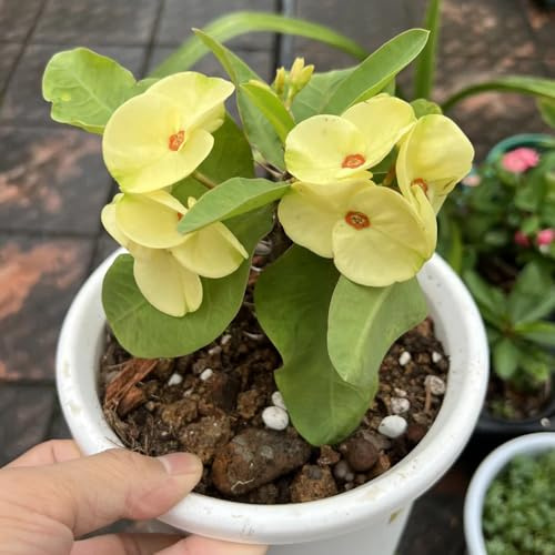 Semi di spina di Cristo, decorazione da giardino per esterni rare da giardino esotiche autunnali resistenti per luoghi 125pcs