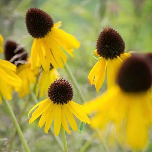 sonnenhut blumendeko schmetterlingsflieder biosaatgut sommerblumen blumenwiesensaat büropflanzen blumensaat blumengarten dachbegrünung balkonpflanzen frühling wildblumen balkonblumen 450samen