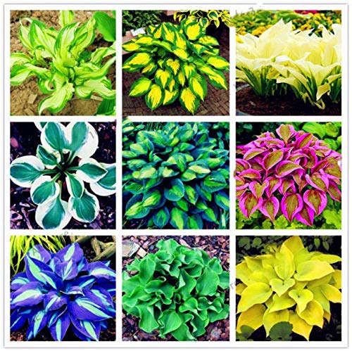 Bloom Green Co. Exotische Hosta Pflanze Vier Jahreszeiten Blume Perenne Gemischte Funkie FlowerSeed Bonsai Bodendecker Flore und Balkon Garten 100 pezzi: 10