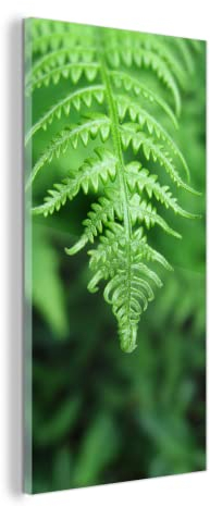 MuchoWow Glasbild Glasfoto Wandbild Bilder Deko 40x80 cm Grüne Blätter eines Farns vor einem verblassten Hintergrund
