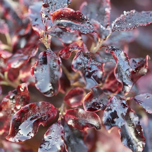Plant Theory Tom Thumb Tawhiwhi Pittosporum Tenuifolium Shrub Plant 2L Pot