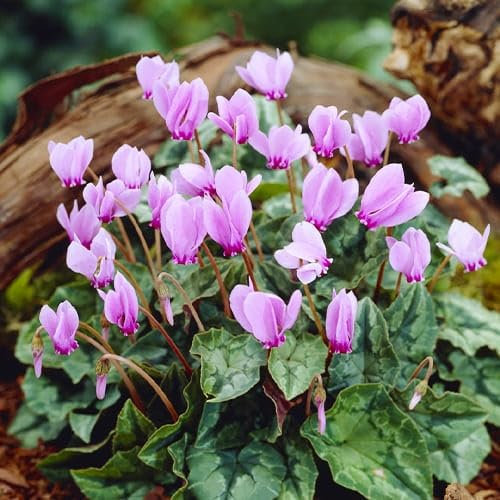 100 graines de fleurs de cyclamen