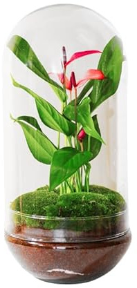Terrario Plantas Cristal - Cúpula con Anturio Lila | Jardin Eterno en Cristal o Ecosistema Cerrado | Ideal para Decoración Hogar | Terrarios Autónomos | Medidas: 38 x 19 cm