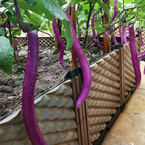 auberginensamen balkon - hochbeet balkon bio alte sorten winterharte 250pcs