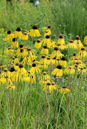 Echinacea paradoxa 9x9 cm Topf – Winterhart, Mehrjährig, Pflegeleicht – Gelber Sonnenhut – Staudenpflanze für Beet & Garten