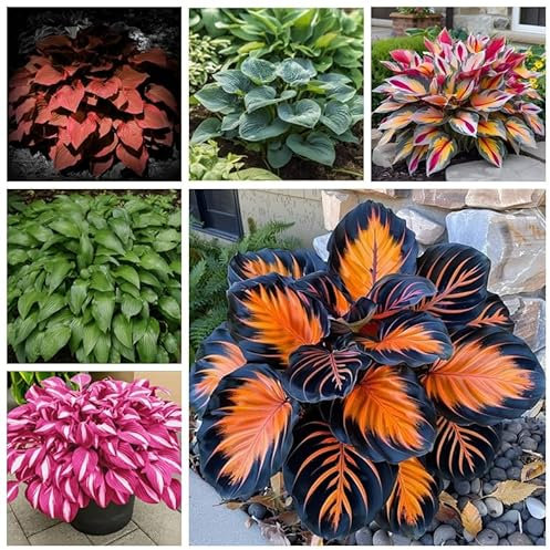 Hostas Bulbs Garden Crop for Planting Now UK Strong Plants That Grow Well Mix Golden Jade Carving Feels -3bulbs-F