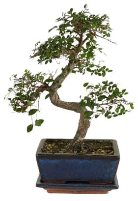 Bloomique - Bonsaï Zelkova - Forme en S - Bonsaï - Plantes d'intérieur - Hauteur 20-30 cm - 15 cm de large - Pot et bol en céramique inclus