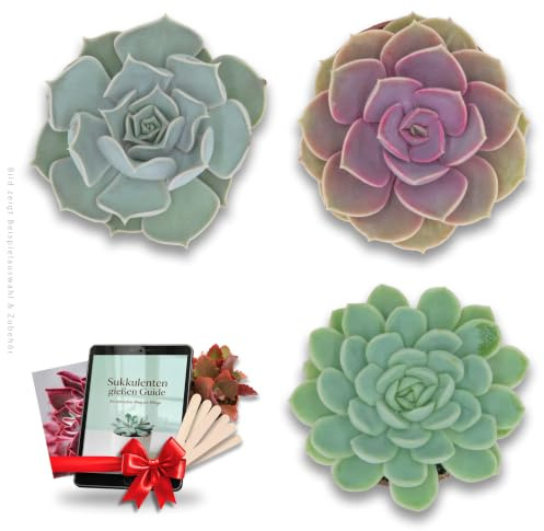 Echeveria Sukkulenten 3er Mix inkl. Überraschungspflanze & eBook - PASIORA | Sukkulenten Komplettpaket: 3 Zimmerpflanzen, Holzschilder zum Beschriften, Pflegeguide & Postkarte