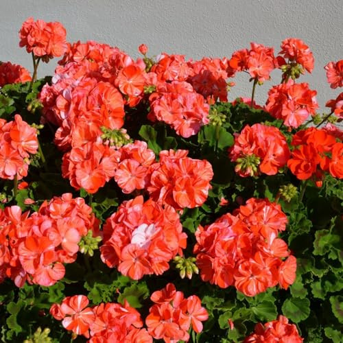 Geranien, geschenke für gärtner bodendecker steingartenpflanzen winterhart seltene exotische bio blumensamen balkonpflanzen balkongewächshäuser alte sorten stauden winterhart 950Samen