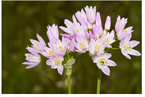 Oliwier's Bulbs 10x Allium Roseum Pink Spring Flowering Bulbs Perfect for Bees Plant in Flowerbeds Pots Borders Garden Perennial Plants Bee Friendly
