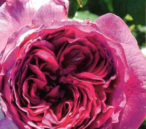 Beetrose Thierry Marx ® - Duft+++++ - Delbard Rosen