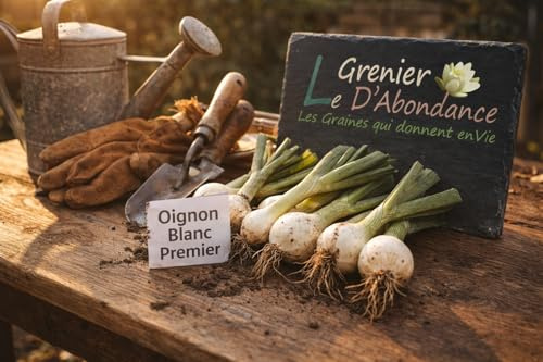 150 graines à semer - Le Grenier d'Abondance - Oignon Blanc Premier - Allium cepa
