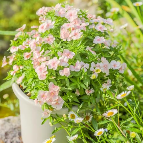 Phlox de alfombra - flox subulata de primavera semillas silvestres balcón reales semillas prados silvestres decoración cortadas decorativa 150pcs