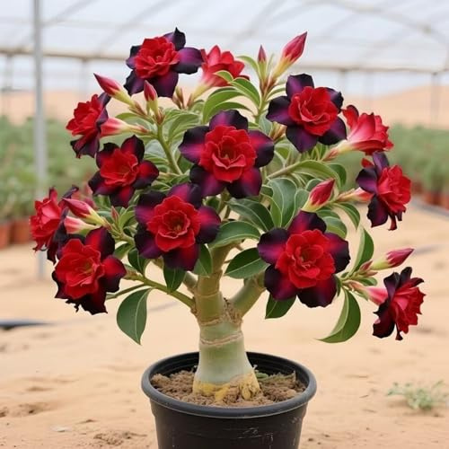 Sfuso Rizoma Di Rosa Del Deserto, Resistenti Al Freddo E Alla Siccità, Facile Da Coltivare, Splendide esposizioni in giardino-1 Rizoma-I