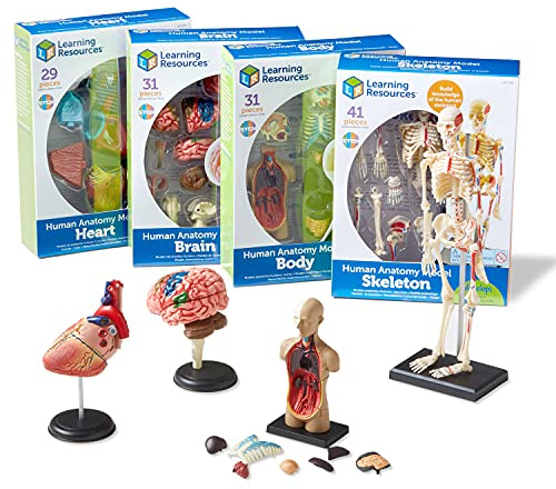 Learning Resources Anatomiemodell-Set