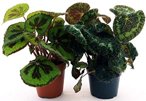 POWERS TO FLOWERS - BEGONIA REX SIZEMOREA e MASONIANA, VASO 13CM piante vere
