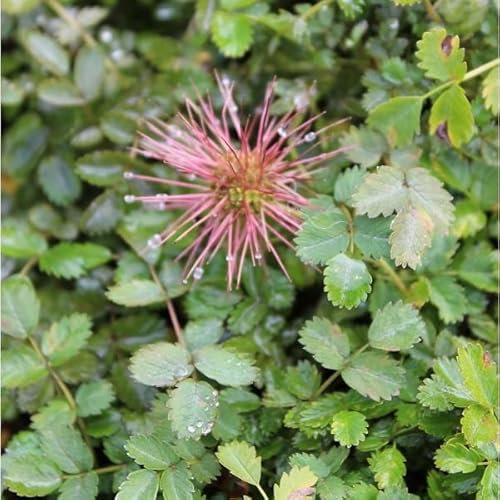 6x Braunes Stachelnüsschen - Acaena microphylla - Topf 9x9cm