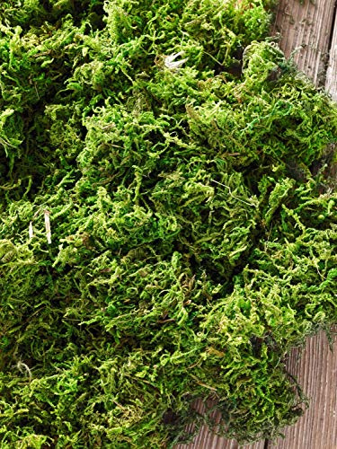Naturmoos, getrocknet ideal für die Krippe und zum Dekorieren