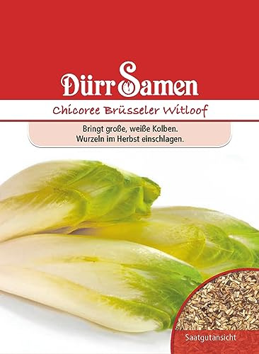 Dürr-Samen - Chicoree Brüsseler Witloof Saatgut