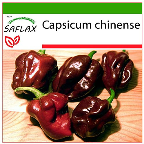 SAFLAX - Chile habanero chocolate - 10 semillas - Con sustrato estéril para cultivo - Capsicum chinense