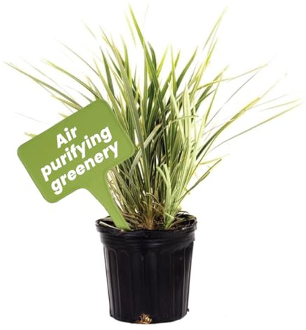 American Plant Exchange Live Aztec Grass – 6-Inch Pot – Hardy Ornamental Grass with Variegated Green and White Blades, Easy Care Ground Cover for Borders, Patios, Containers & Landscapes
