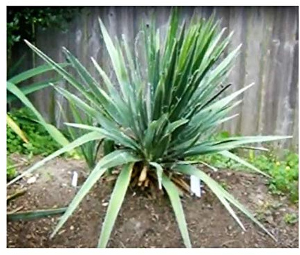 Pcs - 5x Yucca Glauca Dolchartige Feuillage Jardin Plantes - Graines B496 - Seeds & Plants Shop by Ipsa